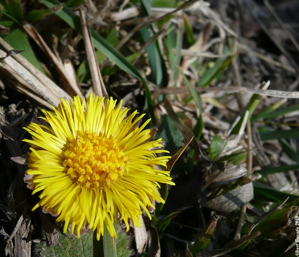 P1390036_retall_1000